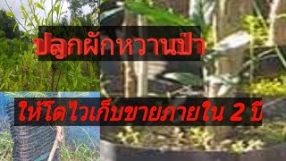 วิธีปลูกผักหวานป่าให้รอดตายโตไว เก็บขายภายใน2ปีแน่นอน..