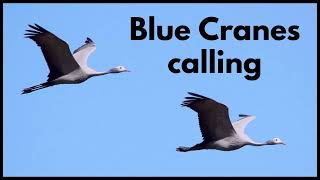 Blue Cranes calling and duetting