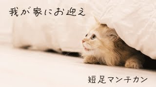 生後3ヶ月の子猫マンチカンをお迎えしました