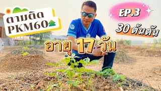 🔴LIVEสด! 17 วันPKM60 ปลูกมัน 30 ต้นตัน! ผู้จัดการมัน