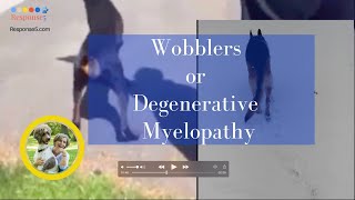 Wobblers Syndrome or Degenerative Myelopathy in Dogs? Ataxia Symptoms and Treatment