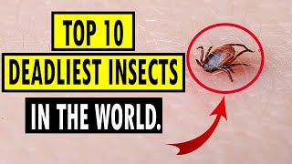 Top 10 Deadliest Insects In The World