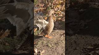 Mallard ducks by the pond 水辺のマガモ #shorts