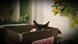 空き箱に子猫が住み着いたら　ハニャVol.26 If a kitten settles in an empty box