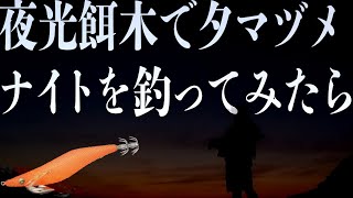 エギング【夜光エギは釣れるのか？？？】アオリイカ　2020　5 18　春　イカ