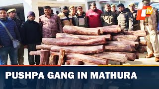 Pushpa Gang In Mathura - Sandalwood Over 500 Kgs Seized In Mathura, UP | OTV News English