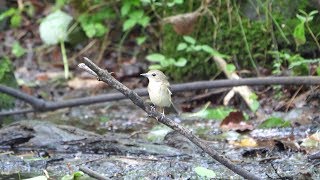 河口湖フィールドセンターのキビタキ（雌）の水浴び　その３５（4K60P動画）