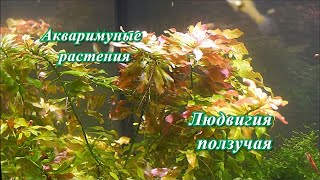 #Аквариумные_растения Людвигия ползучая