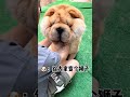 dog douyin tiktok repost