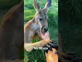 why do kangaroos flex their muscles shorts