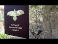 part 2 tourist places kalba explore sharjah uae travel vlog al hefaiyah mountain conservation lake