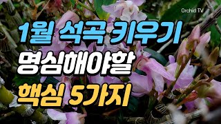 1월 석곡 키우기의 5가지 중요 포인트