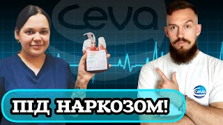 ПІД НАРКОЗОМ! СЕКРЕТИ ВЕТЕРИНАРНОЇ АНЕСТЕЗІЇ 🤔