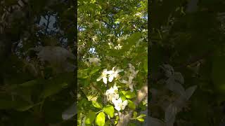 White blossoms are a sign of new beginnings, by Oracle Daphne