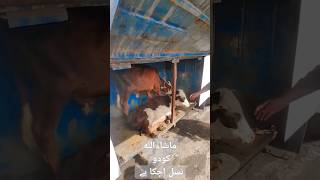 بھائی کو چاہیے تو رابطہ کریں #music #love #animals #cowmandi2024karachi