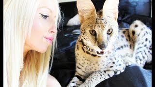 Smart Serval Kitten 1 Year Old