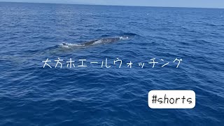 クジラに会える町-大方ホエールウォッチング #shorts