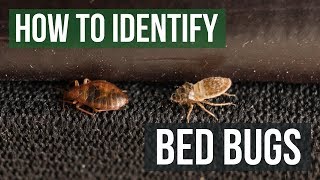 How to Identify Bed Bugs