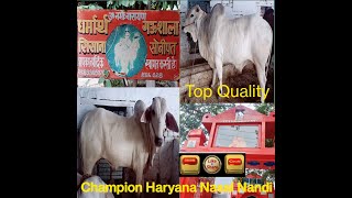 Top Haryana Nasal Nandi सिसाना गऊशाला सोनीपत @vijaymediaharyana @advocatevijaypandit