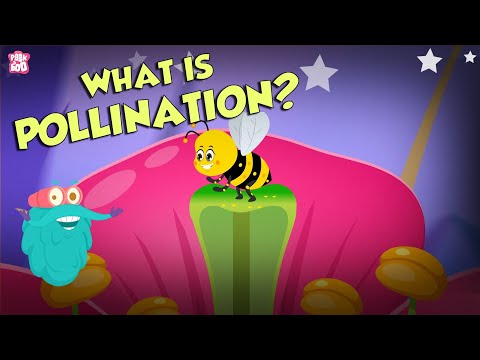 How Do Bees Features Help Pollinate Plants