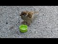 スズメさんの水を飲む場面 01