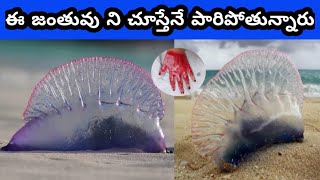 మీరు ఈ జంతువులు చూస్తే పారిపోతారు ? If u See this Run Away ? Most dangers Animals On Earth?