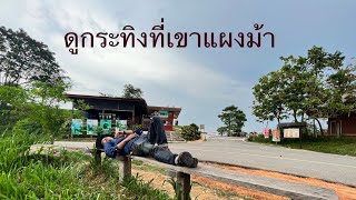 #ไปดูกระทิง #จุดสกัดเขาสูงบ้านคลองทราย ที่ อ.วังน้ำเขียว 28 พฤษภาคม 2566 #โอ๊ตสาระway