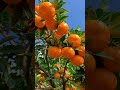 কি সুন্দর কমলা 🍊🍊 খাইতে অনেক স্বাদ