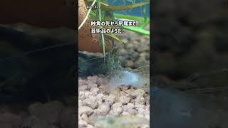 ミナミヌマエビの驚異の生態❗️魚すら食べ尽くす‼️