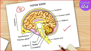 How to Draw Human Brain Labelled diagram / Human brain diagram drawing easy / CBSE