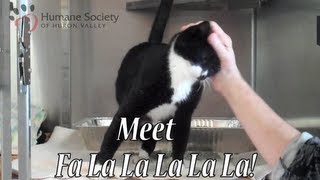 Meet Fa La La La La La, a cat at HSHV!