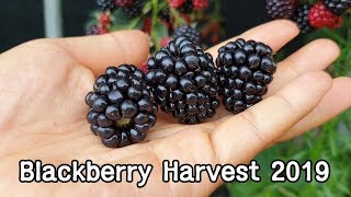 뒷마당 슈퍼복분자 수확ㅣBlackberry Harvest 2019