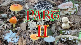 2025 Foraging Edible Mushrooms Part II