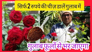 सिर्फ 2 रुपये की चीज़ डालें गुलाब फूलों से भर जाएगा।Rose Plant care tips