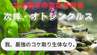 【アクアリウム】水槽のコケ取り記録。オトシンクルス篇。動画後半には衝撃に事実が発覚！#水槽メンテナンス#お掃除生体#コケ取り#オトシンクルス