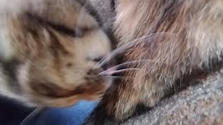 0808☀カフェオレちゃんと👴、ベンチdeイチャイチャ❣劇場②（森.Ver）😊😽🐾