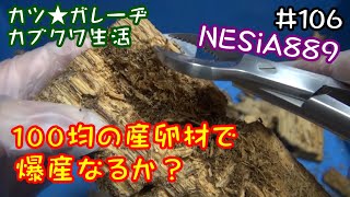 【カブトムシ・クワガタ】オオクワ大型血統100均の産卵材で爆産なるか？ダイソー産卵材の割り出しやってみました！「カツ★ガレーヂカブクワ生活 106」