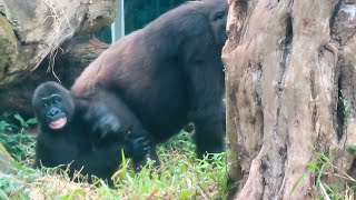 最近小金剛Ringo哺乳時一離開媽媽就會叫喊Ringo screams whenever he leaves Iriki while breastfeeding#金剛猩猩 #gorilla