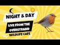 Wild Norfolk Live in 4K : Day Shift 5 November 2024