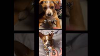 3개월때나 3살때나 의사표현 확실한 #럭키씨 🐕 남자는 두번은 안한댕🤣 #강아지일상 #doglover