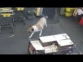 140-pound dog strolls into Giant Tiger store in Stratford, Ontario