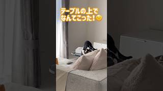 なんてこった！　喧嘩がバレて逃げる猫。　#猫 #猫との生活 #ペット#shorts