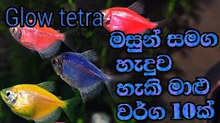 Glow tetra tank mates sinhala