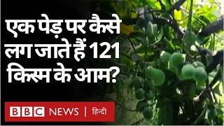 Special Mango Tree : एक आम के पेड़ पर लगे 121 किस्म के आम (BBC Hindi)