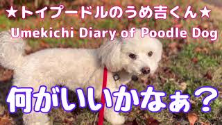 何がいいかなぁ？ ★トイプードルのうめ吉くん(1505日目)★Umekichi Diary of Poodle Dog