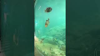 Muzium Aquarium Universiti Malaysia Sabah