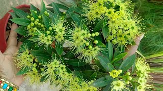 How to grow and get more flowers on FIRST LOVE/GOLDEN PENDA PLANT with complete care