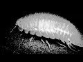 giant isopod at the toba aquarium