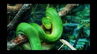 4 jenis ular phiton yang ada di indonesia episode28#fakta #animals #snake #ular piton