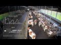 Nedap Timelapse - Tracking lying and moving behavior of cows in the barn